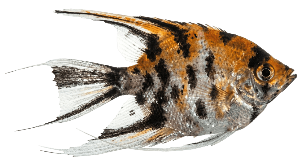 Angelfish