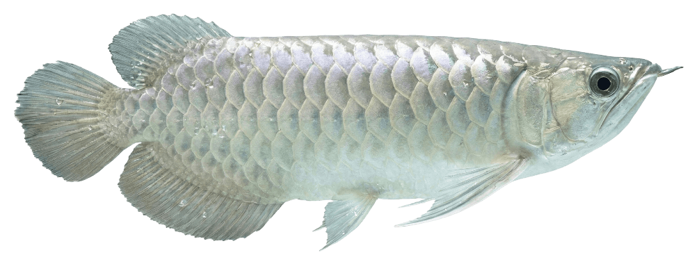Arowana