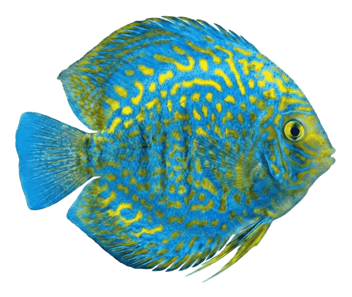 Diskus