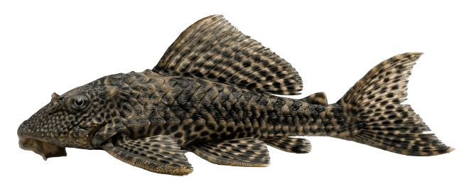 Pleco