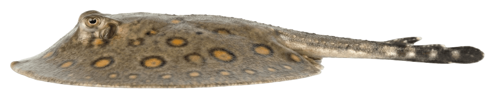 Stingray
