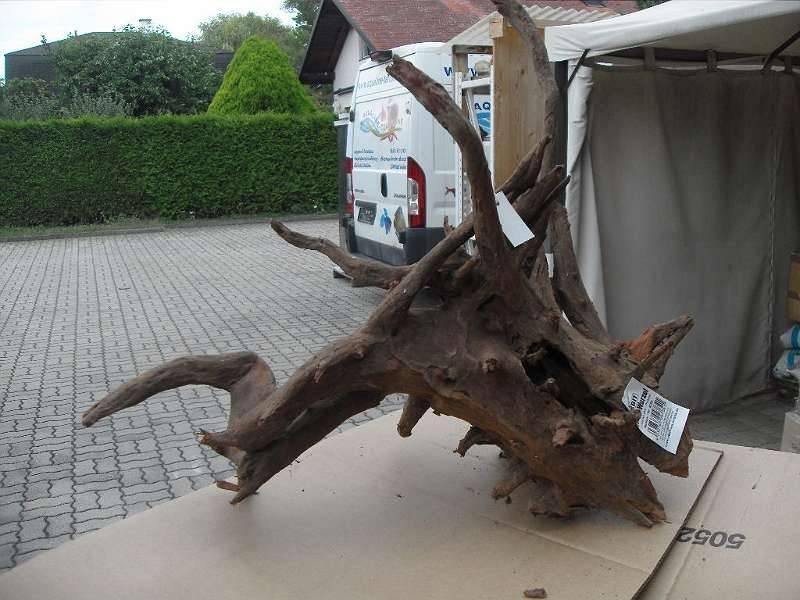Korbowurzel